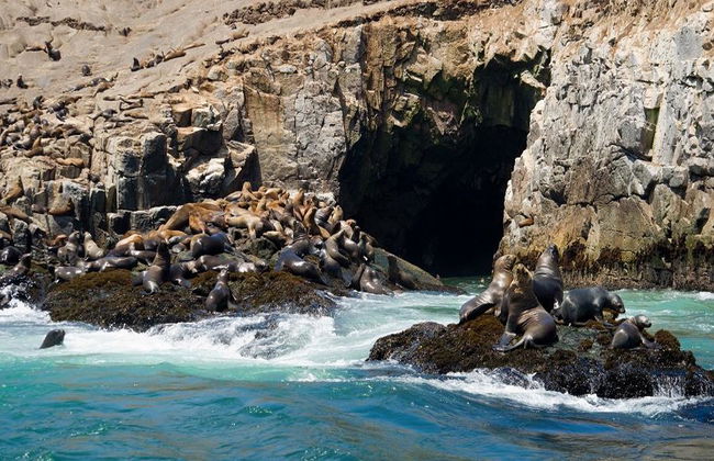 Nagez avec les lions de mer aux îles Palomino - Photo 8